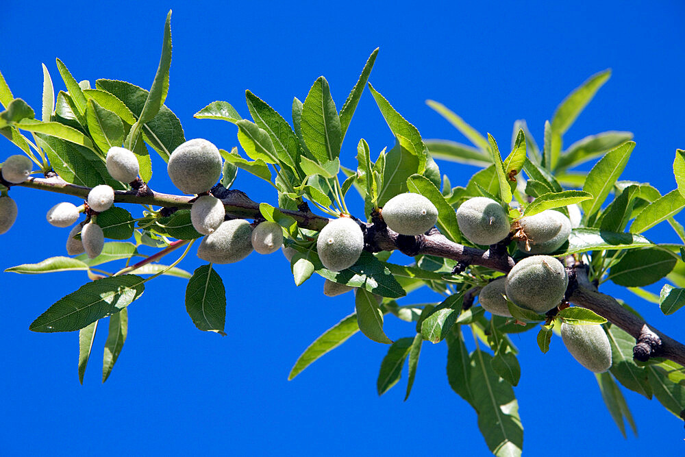 Almonds on branch, Sicily, Italy, Europe