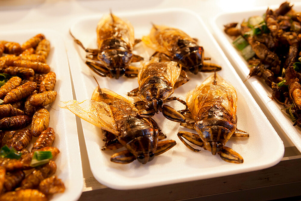 Fried insects at food stall in the Night Bazaar, Chiang Mai, Northern Thailand, Thailand, Southeast Asia, Asia