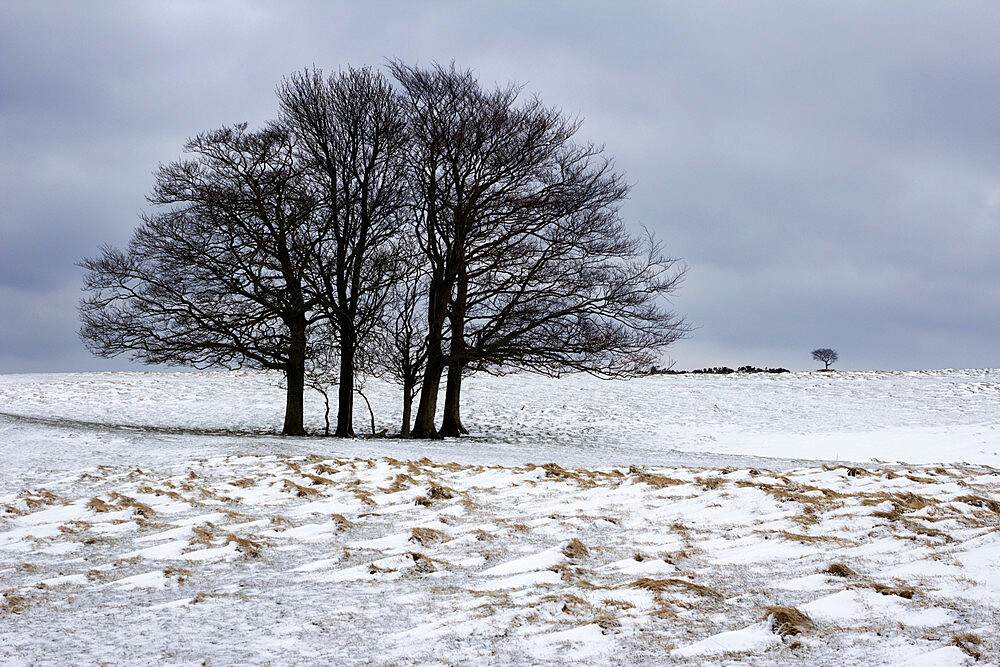 Clump of winter trees, Cleeve Hill, near Cheltenham, Gloucestershire, England, United Kingdom, Europe