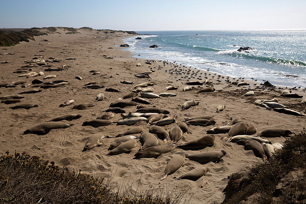 Piedras Blancas Elephant Seal Rookery, San Simeon, San Luis Obispo County, California, United States of America, North America