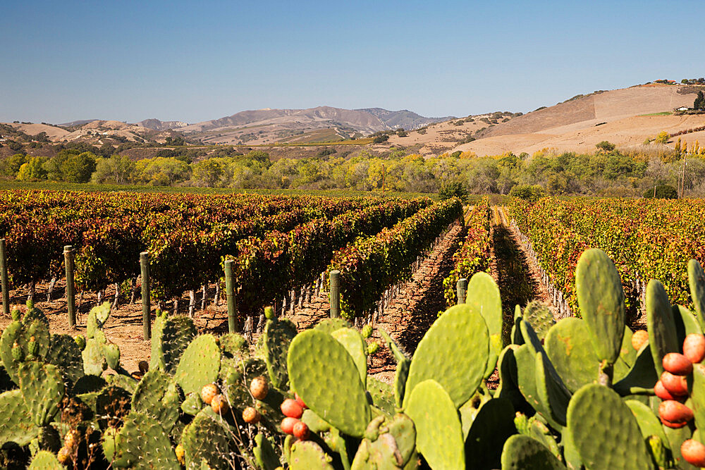 Vineyard, Santa Ynez, Santa Ynez Valley, Santa Barbara County, California, United States of America, North America