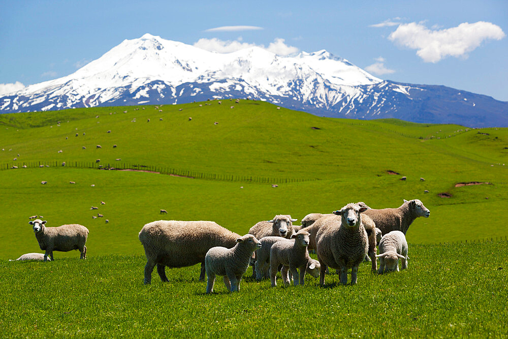 Sheep grazing beneath Mount Ruapehu, Tongariro National Park, UNESCO World Heritage Site, North Island, New Zealand, Pacific