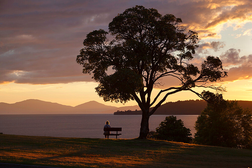 Bench and tree overlooking Lake Taupo, Taupo, North Island, New Zealand, Pacific