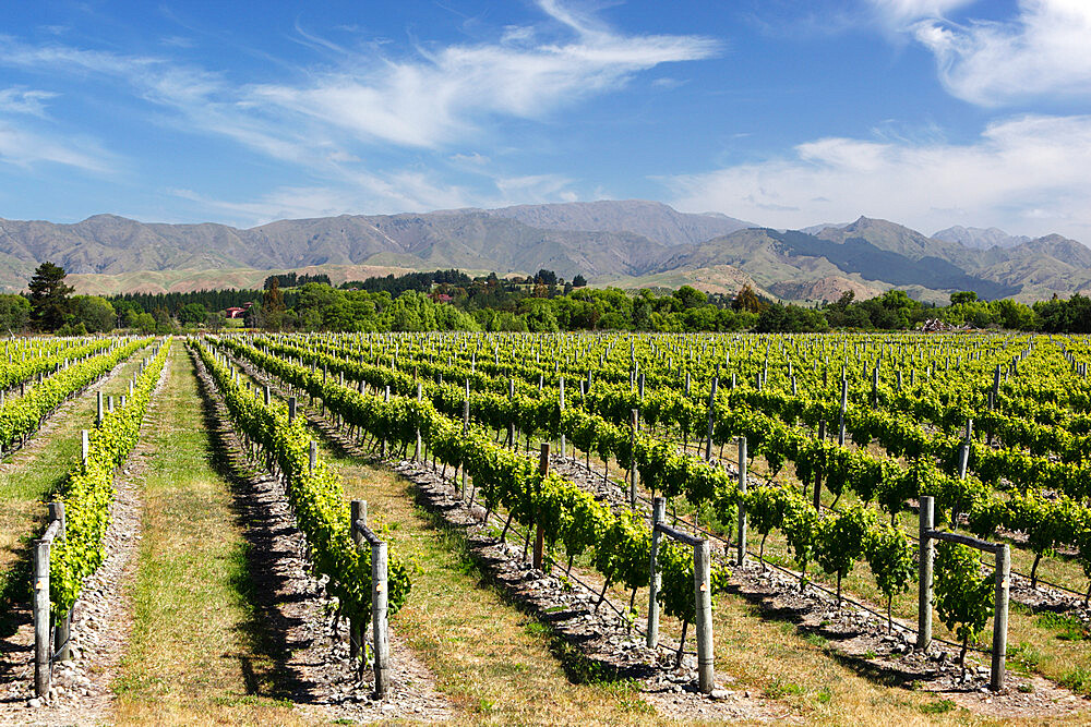 Vineyards, Renwick, near Blenheim, Marlborough region, South Island, New Zealand, Pacific