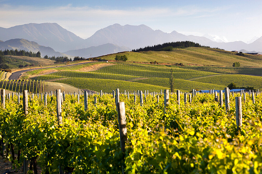 Vineyards, Renwick, near Blenheim, Marlborough region, South Island, New Zealand, Pacific