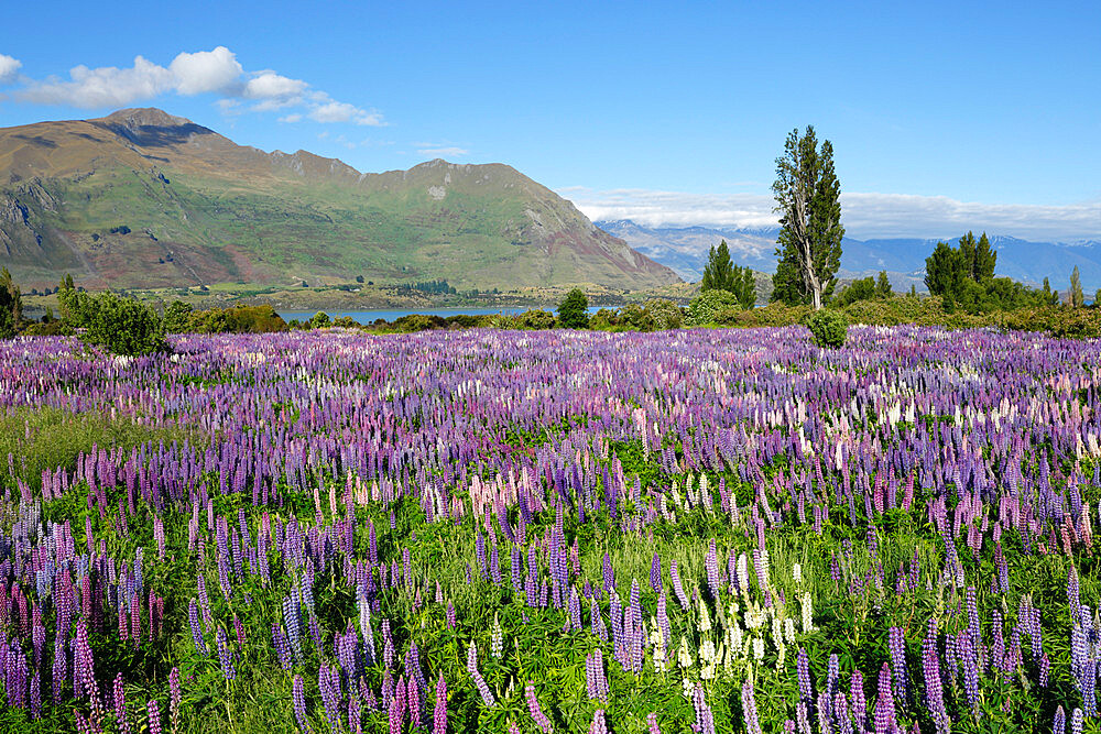 Field of lupins beside lake along Beacon Point Road, Wanaka, Otago, South Island, New Zealand, Pacific