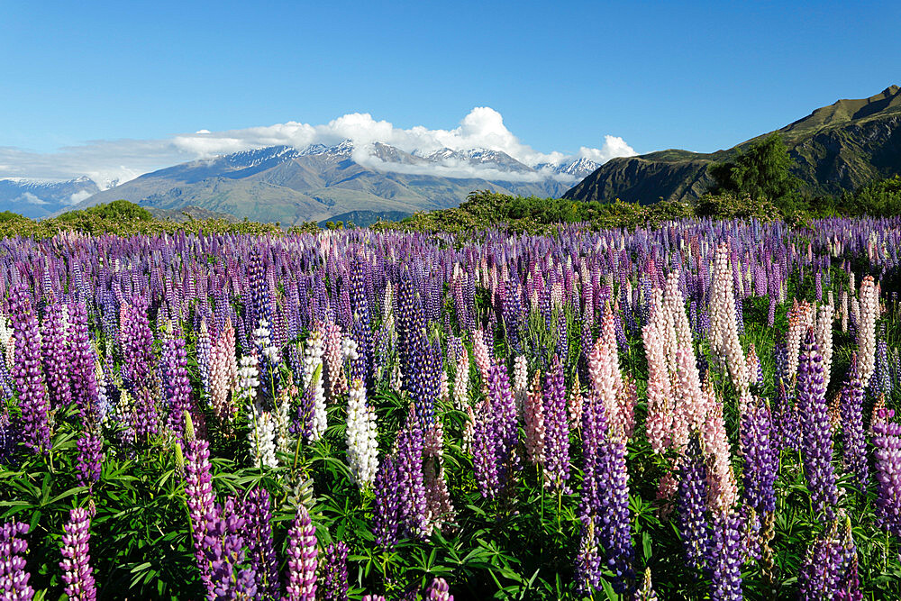 Field of lupins along Beacon Point Road, Wanaka, Otago, South Island, New Zealand, Pacific