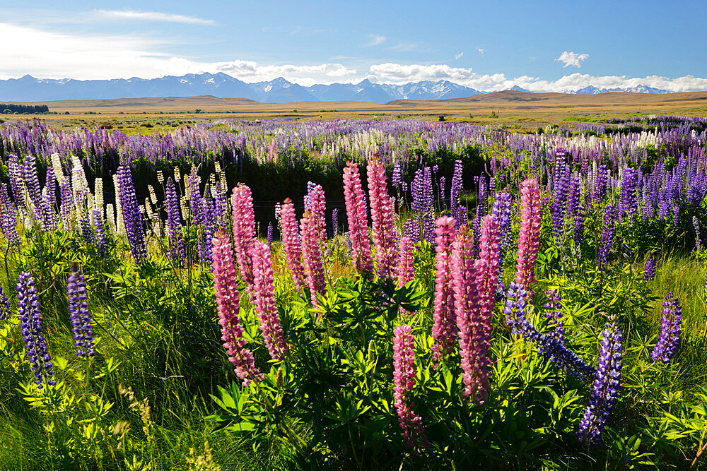 Field of lupins with Southern Alps behind, near Lake Tekapo, Canterbury region, South Island, New Zealand, Pacific