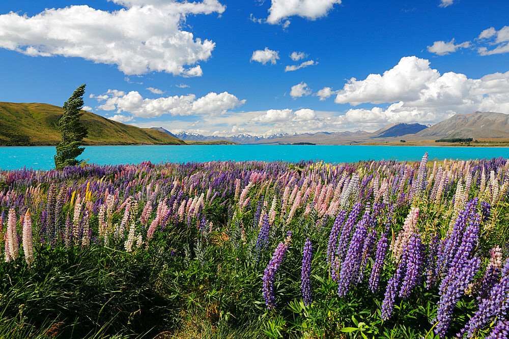 Lupins beside lake, Lake Tekapo, Canterbury region, South Island, New Zealand, Pacific