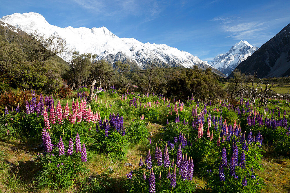 Lupins and Mount Cook, Mount Cook Village, Mount Cook National Park, UNESCO World Heritage Site, Canterbury region, South Island, New Zealand, Pacific