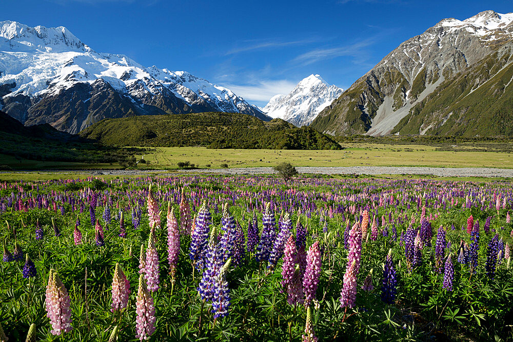 Lupins and Mount Cook, Mount Cook Village, Mount Cook National Park, UNESCO World Heritage Site, Canterbury region, South Island, New Zealand, Pacific