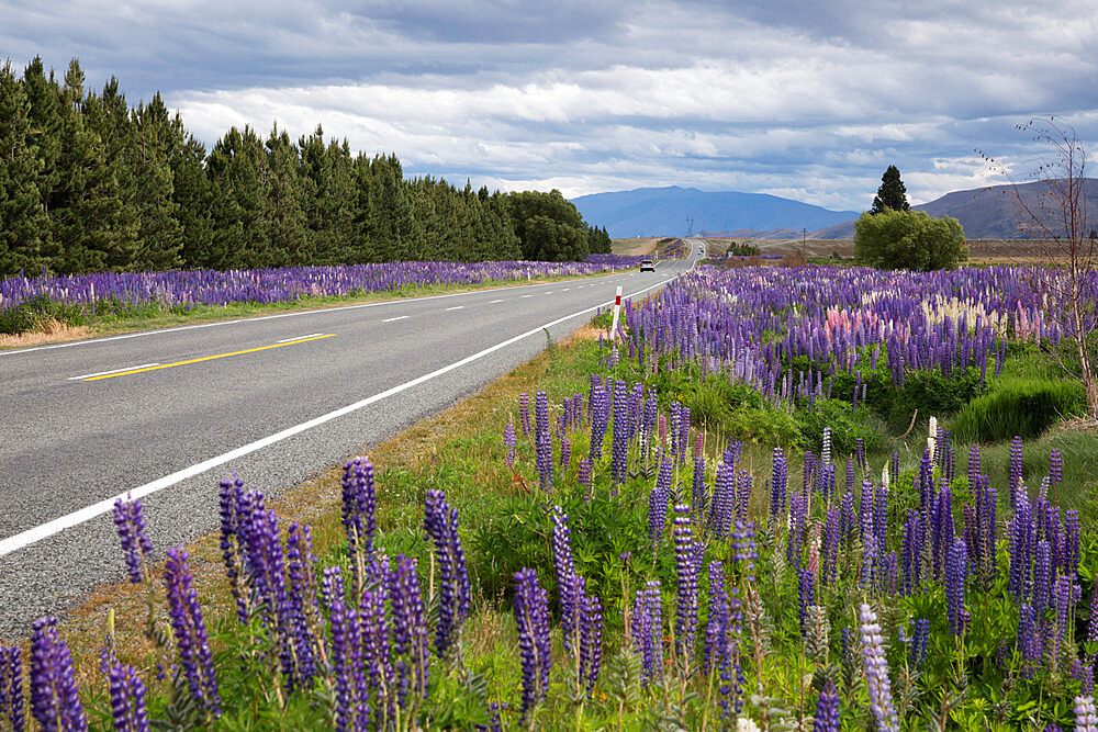 Highway 8 passing through field of Lupins, near Lake Tekapo, Canterbury region, South Island, New Zealand, Pacific