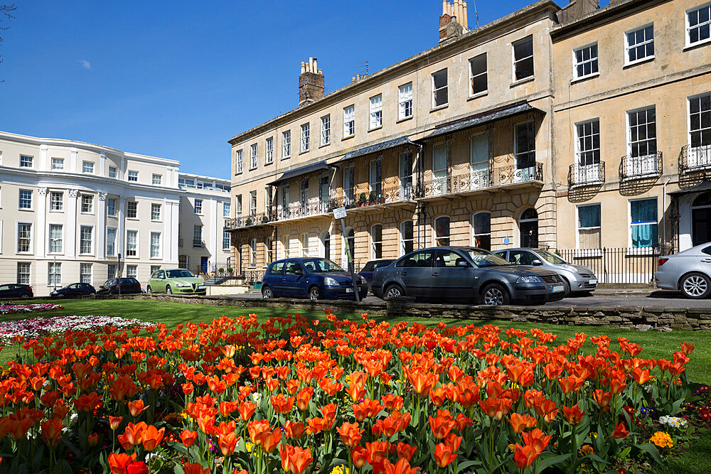 Priory Parade, Regency style houses with spring tulips, Cheltenham, Gloucestershire, England, United Kingdom, Europe