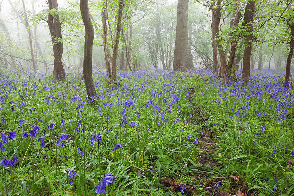 Bluebell wood in morning mist, Lower Oddington, Cotswolds, Gloucestershire, United Kingdom, Europe