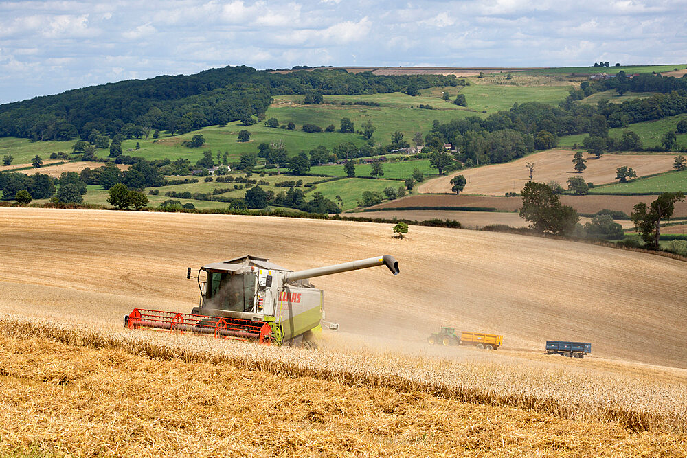 Combine harvester harvesting wheat field, near Winchcombe, Cotswolds, Gloucestershire, England, United Kingdom, Europe