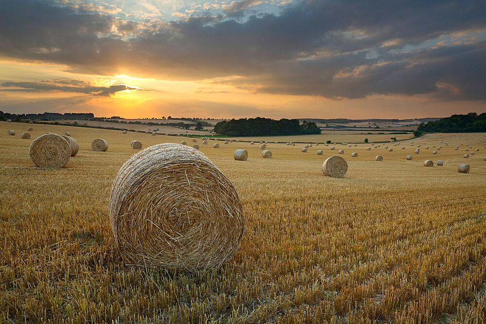 Round hay bales at harvest with sunset, Swinbrook, Cotswolds, Oxfordshire, England, United Kingdom, Europe