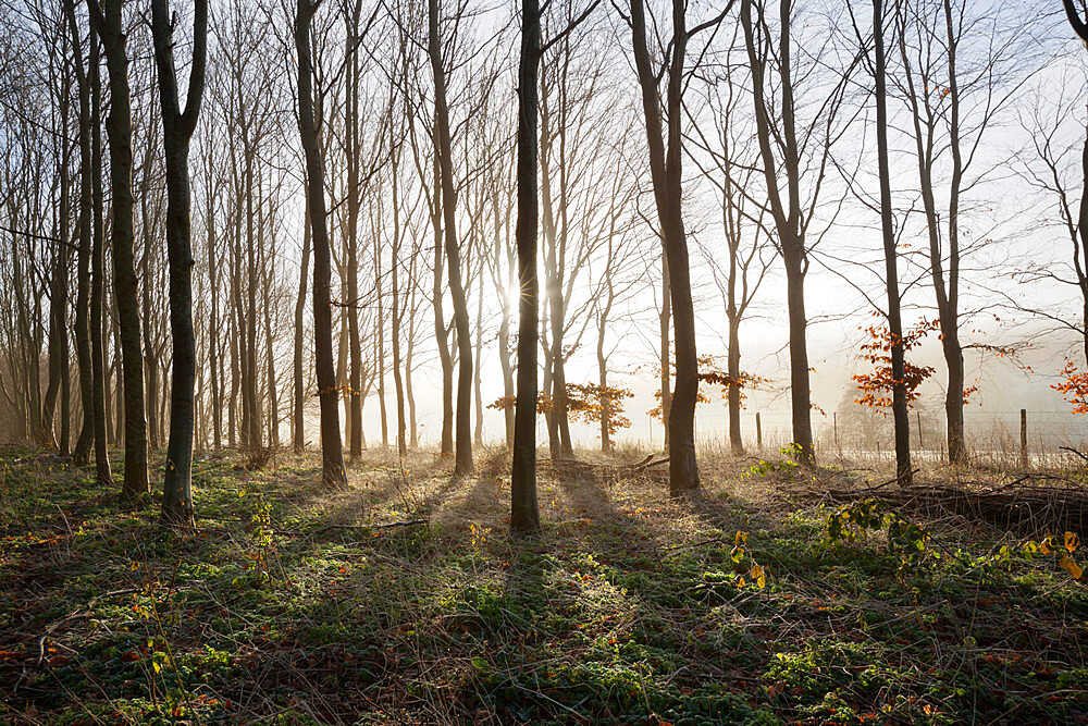 Misty wood in winter, Stow-on-the-Wold, Gloucestershire, Cotswolds, England, United Kingdom, Europe