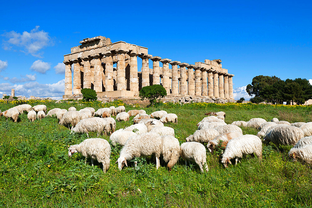 Selinus Greek Temple with flock of sheep, Selinunte, Sicily, Italy, Europe