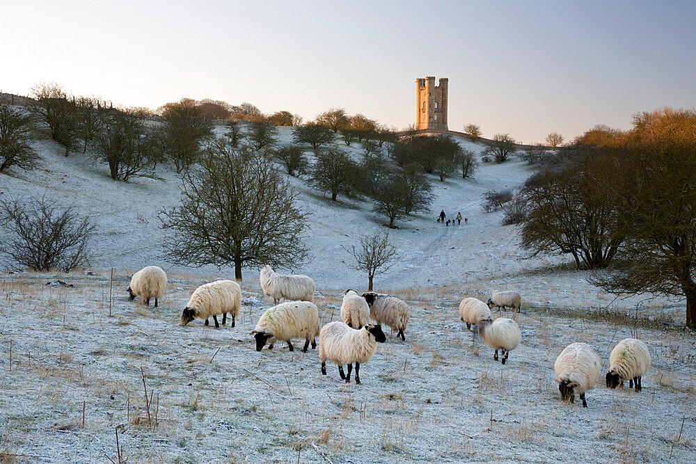 Broadway Tower and sheep in morning frost, Broadway, Cotswolds, Worcestershire, England, United Kingdom, Europe