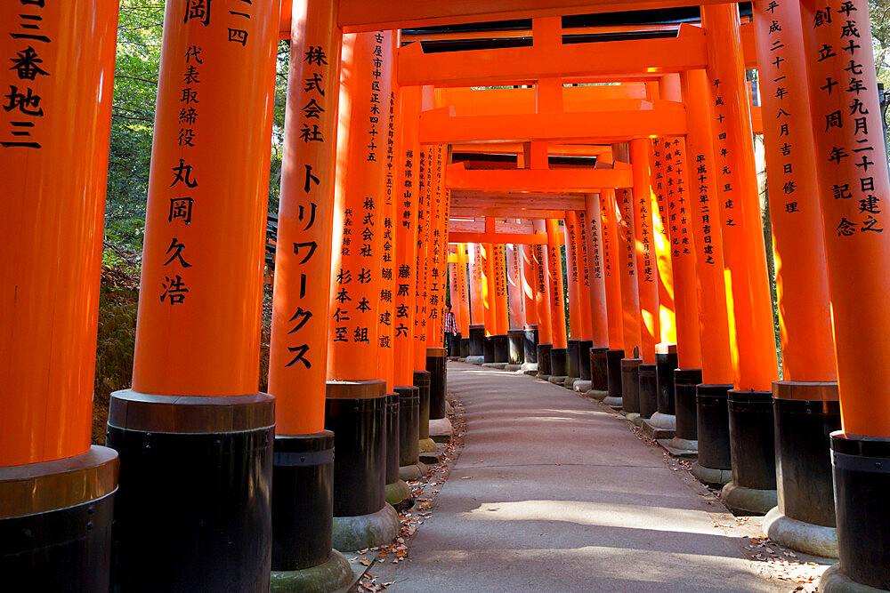 Senbon Torii (1,000 Torii gates), Fushimi Inari Taisha shrine, Kyoto, Japan, Asia