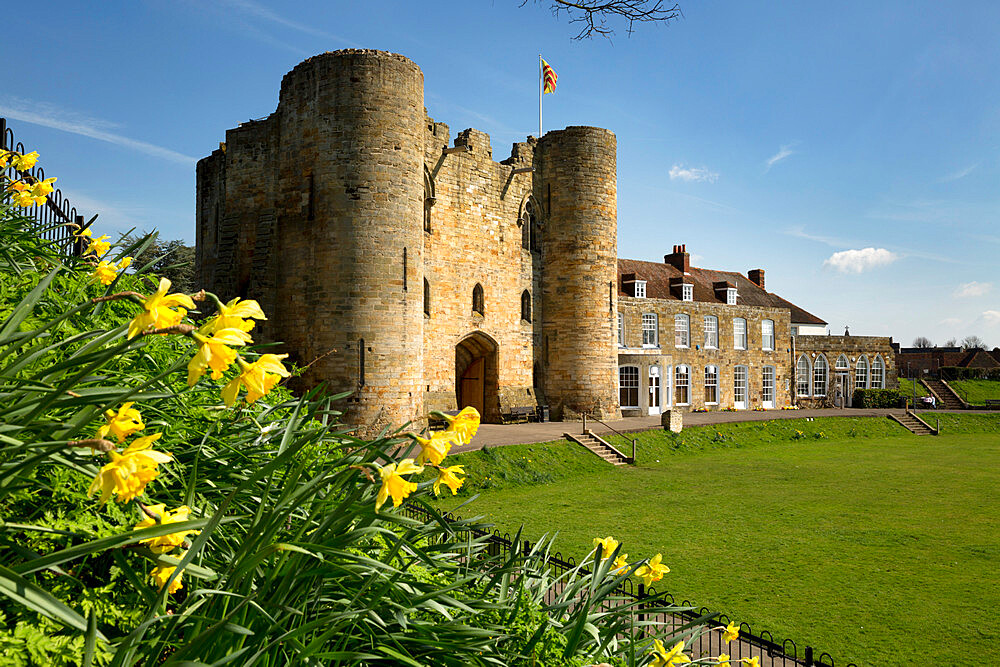 Tonbridge Castle with daffodils, Tonbridge, Kent, England, United Kingdom, Europe