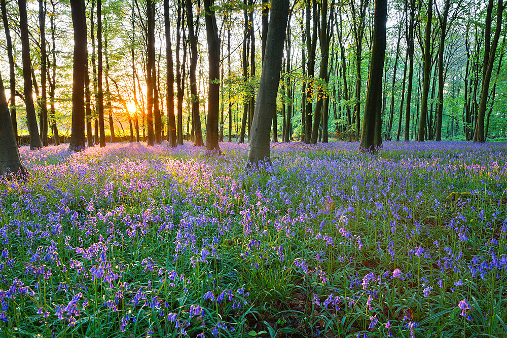 Bluebell wood, Stow-on-the-Wold, Cotswolds, Gloucestershire, England, United Kingdom, Europe