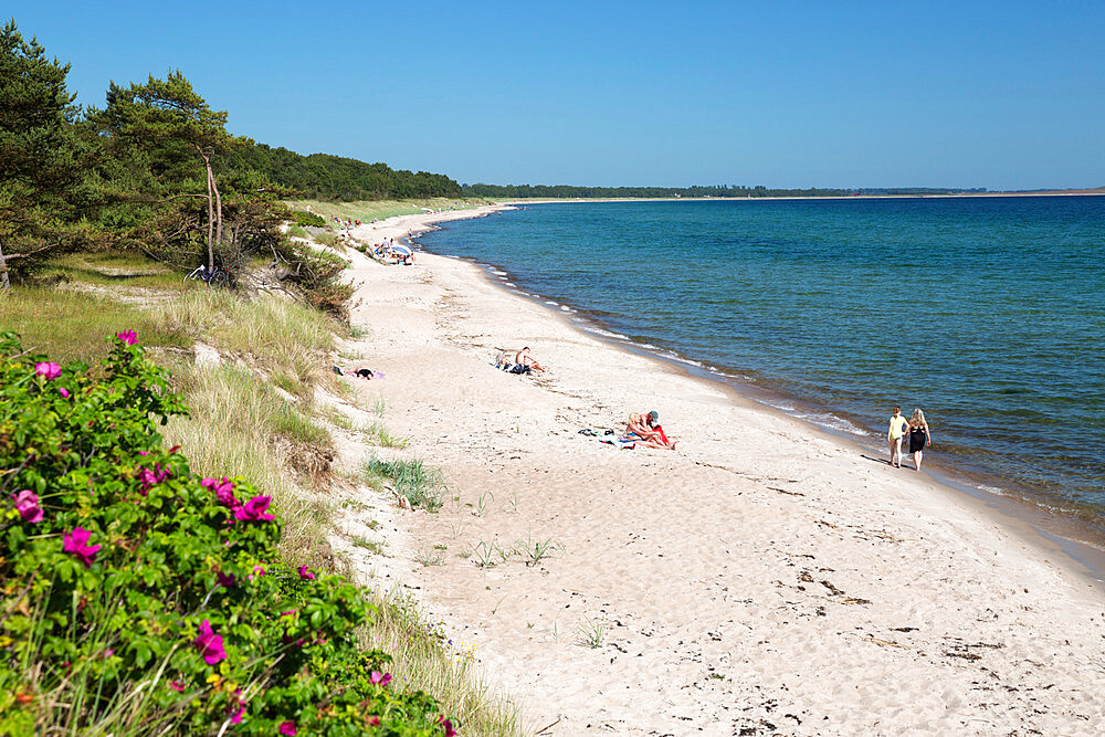 View along pine tree lined beach, Nybrostrand, near Ystad, Skane, South Sweden, Sweden, Scandinavia, Europe