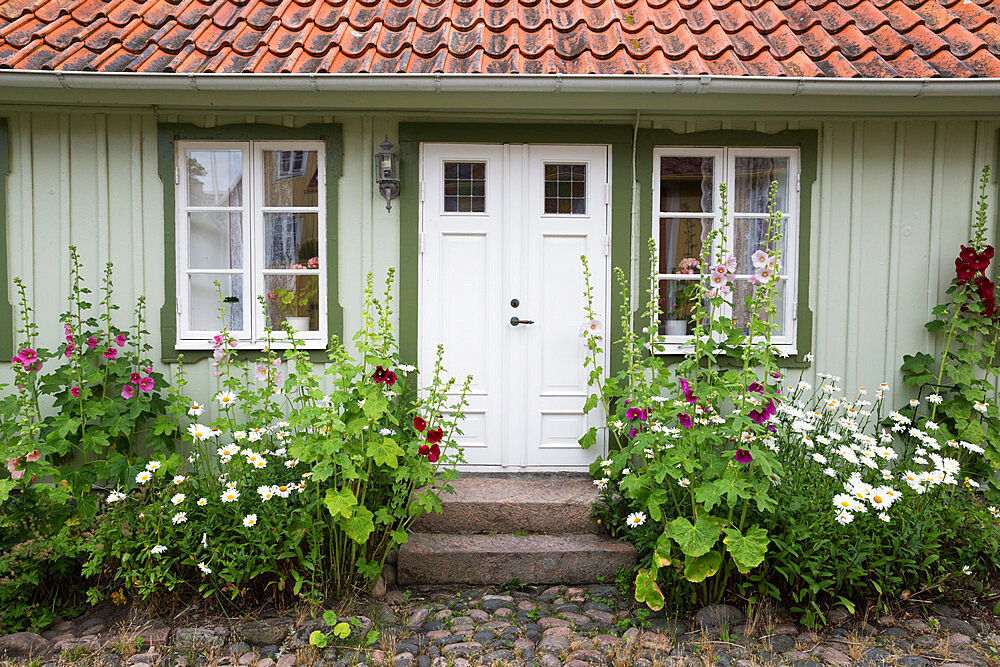 Typical Swedish cottage facade with hollyhocks, Arild, Kulla Peninsula, Skane, South Sweden, Sweden, Scandinavia, Europe