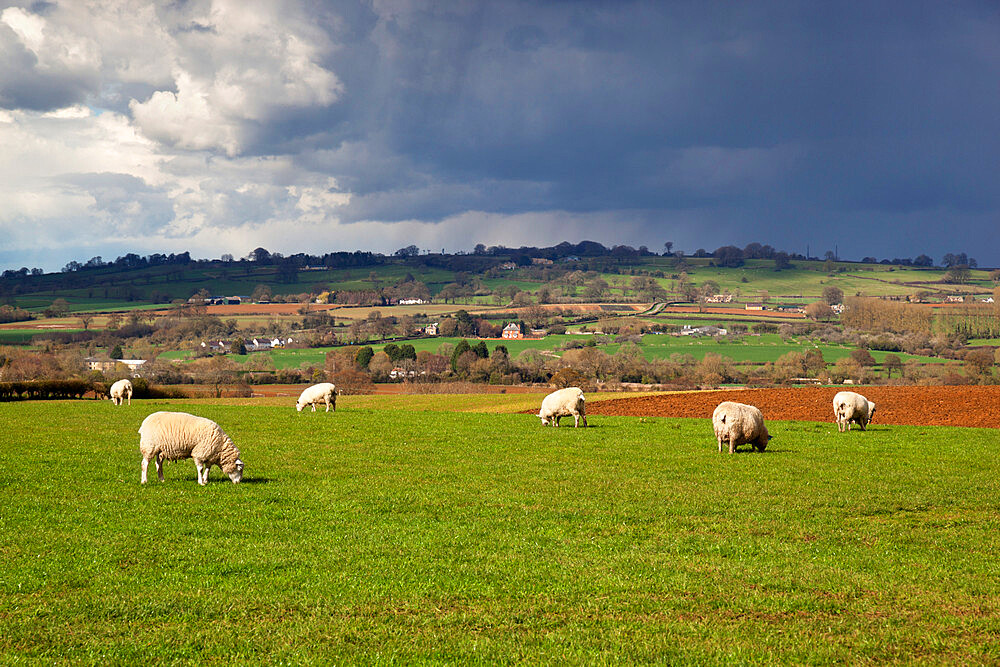 Cotswold landscape with sheep, Chipping Campden, Cotswolds, Gloucestershire, England, United Kingdom, Europe