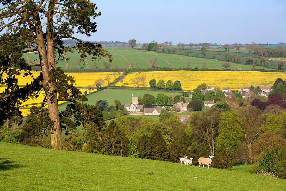 Oilseed rape fields and sheep above Cotswold village, Guiting Power, Cotswolds, Gloucestershire, England, United Kingdom, Europe