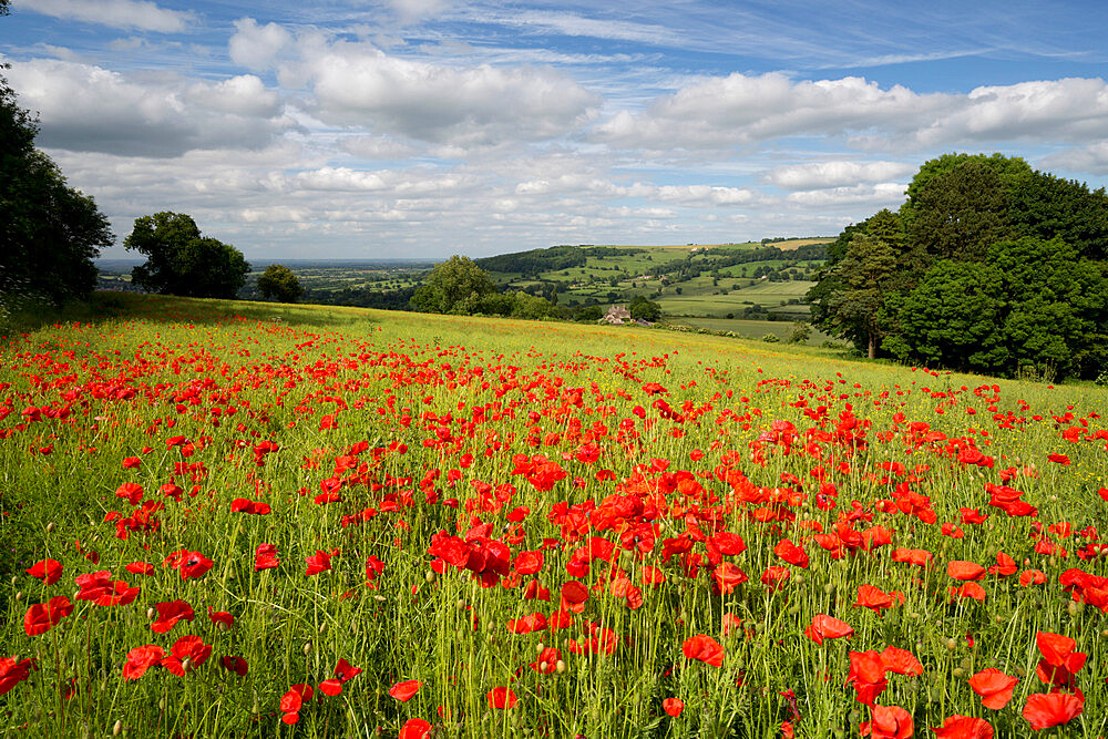 Field of red poppies, near Winchcombe, Cotswolds, Gloucestershire, England, United Kingdom, Europe