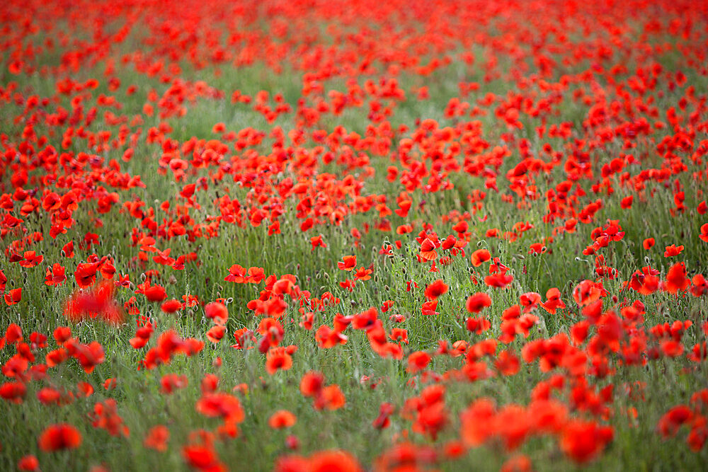 Field of red poppies, Chipping Campden, Cotswolds, Gloucestershire, England, United Kingdom, Europe