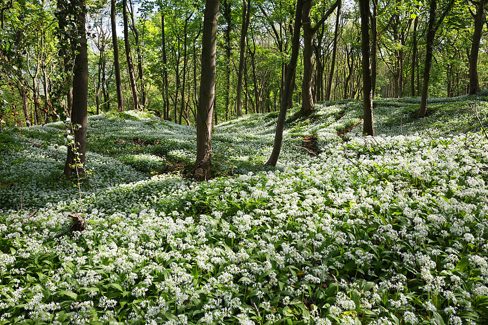 Wild garlic in deciduous woodland, near Chipping Campden, Cotswolds, Gloucestershire, England, United Kingdom, Europe