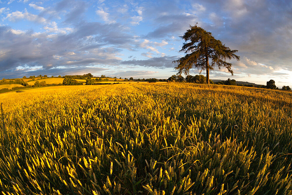 Wheat field and pine tree at sunset, near Chipping Campden, Cotswolds, Gloucestershire, England, United Kingdom, Europe