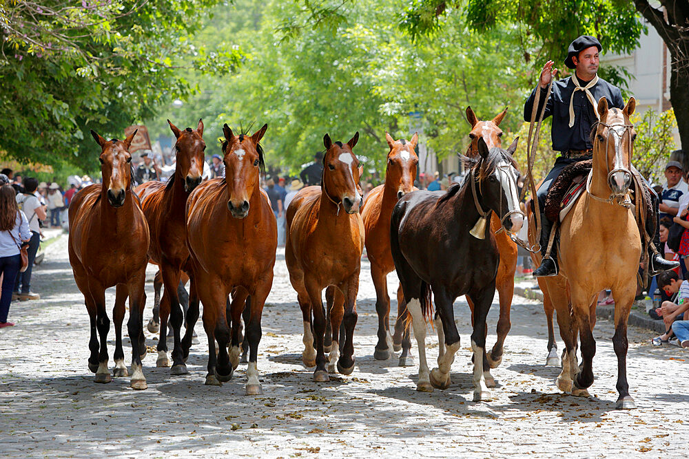 Gaucho parade on the Day of Tradition, San Antonio de Areco, La Pampa, Argentina, South America