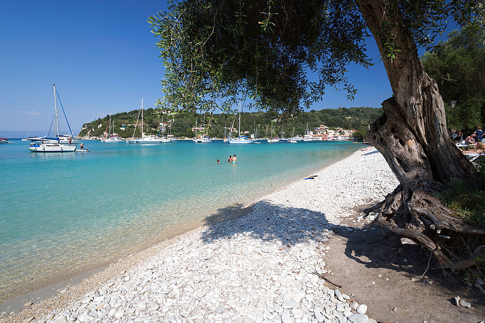 Pebble beach and bay with olive tree, Lakka, Paxos, Ionian Islands, Greek Islands, Greece, Europe