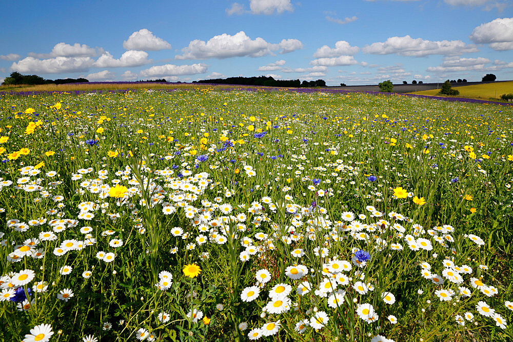 Wild flowers growing on grassland, Snowshill, Cotswolds, Gloucestershire, England, United Kingdom, Europe