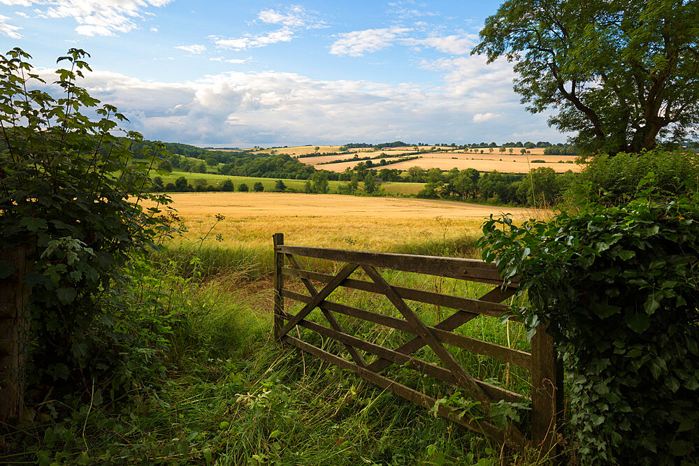 Five bar gate opening on to barley fields, Guiting Power, Cotswolds, Gloucestershire, England, United Kingdom, Europe