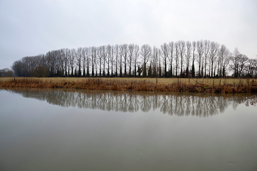 Line of bare trees reflected in River Thames, Lechlade, Cotswolds, Gloucestershire, England, United Kingdom, Europe