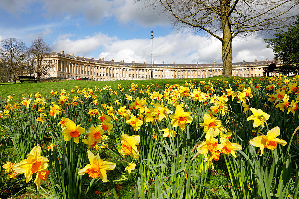 Spring daffodils in front of Georgian style terraced houses of Royal Crescent, Bath, UNESCO World Heritage Site, Somerset, England, United Kingdom, Europe