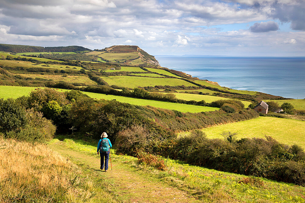 Walker on the South West Coast Path near Stonebarrow with Golden Cap in distance, Charmouth, Jurassic Coast, UNESCO World Heritage Site, Dorset, England, United Kingdom, Europe