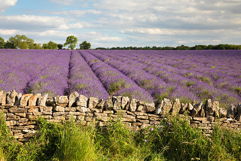 Cotswold Lavender field with Cotswold dry stone wall, Snowshill, Cotswolds, Gloucestershire, England, United Kingdom, Europe