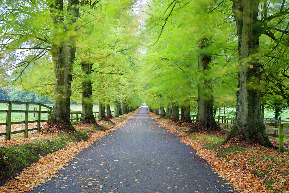 Road leading through avenue of beech trees with fallen autumn leaves, Batsford, Gloucestershire, England, United Kingdom, Europe