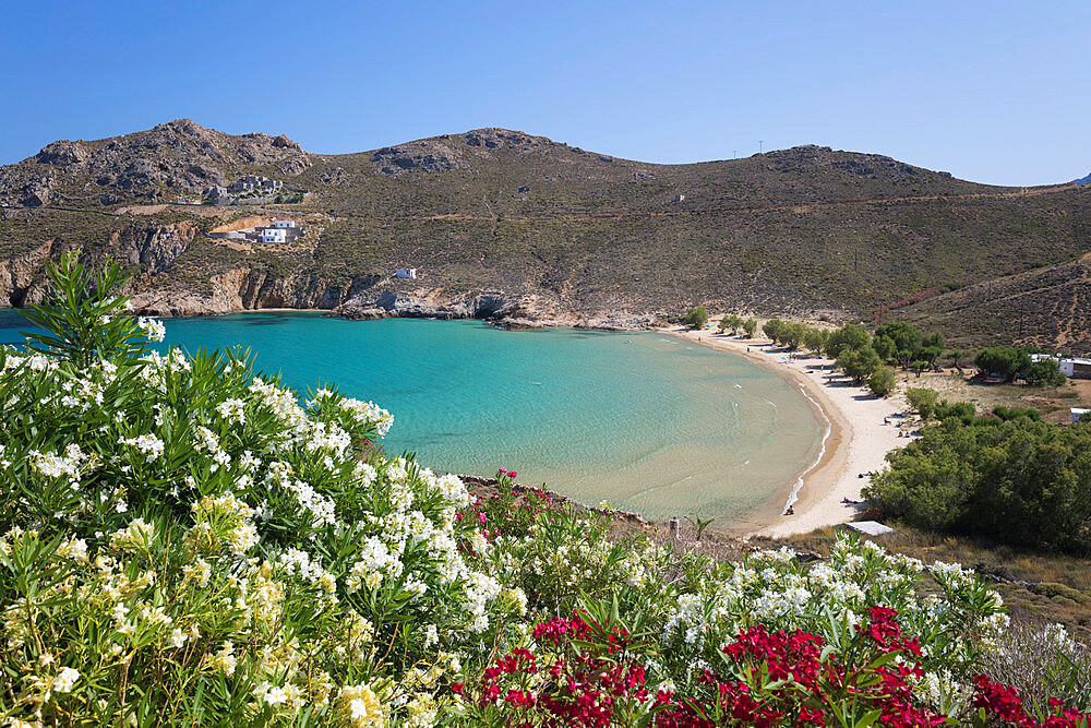 View over Psili Ammos beach with oleander on island's east coast, Serifos, Cyclades, Aegean Sea, Greek Islands, Greece, Europe