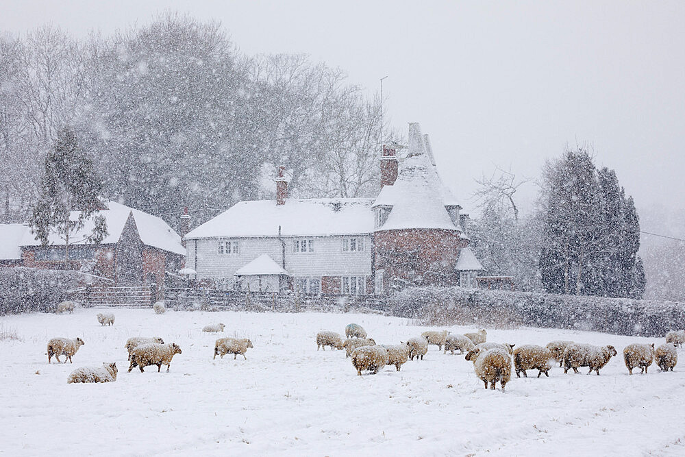 Old oast house and sheep in snow-covered field in snow storm taken from footpath, Burwash, East Sussex, England, United Kingdom, Europe