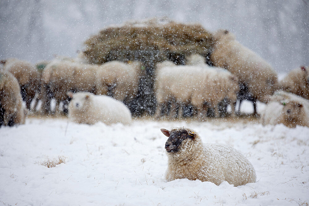 White sheep covered in snow lying down in snow and sheep eating hay, Burwash, East Sussex, England, United Kingdom, Europe