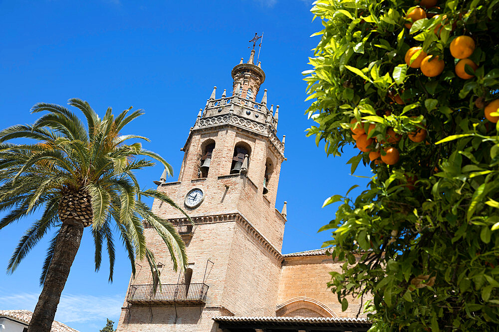 Palm tree and tower of the Iglesia de Santa Maria la Mayor, Ronda, Andalucia, Spain, Europe