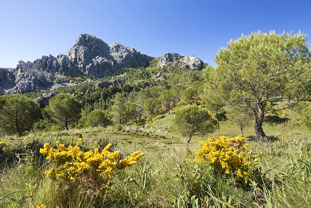 Rugged mountain scenery in spring near Grazalema, Sierra de Grazalema Natural Park, Andalucia, Spain, Europe