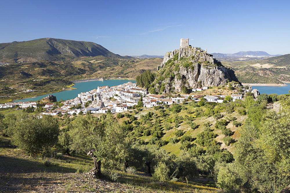 Moorish castle above white village with olive groves, Zahara de la Sierra, Sierra de Grazalema Natural Park, Andalucia, Spain, Europe