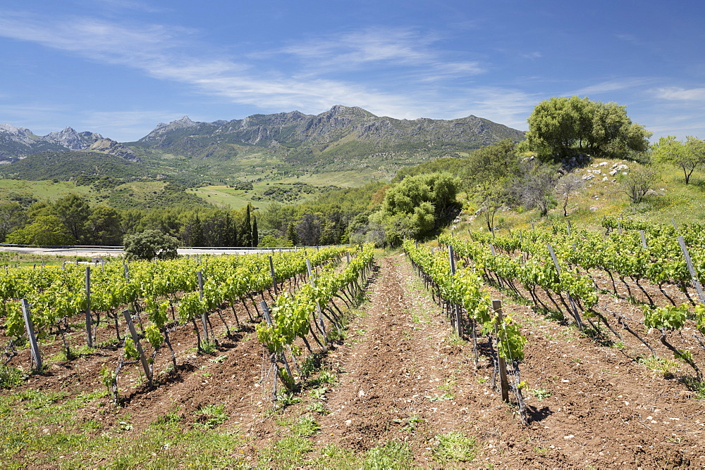 Vineyard set below mountains of the Sierra de Grazalema Natural Park, Zahara de la Sierra, Cadiz Province, Andalucia, Spain, Europe